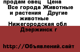  продам овец › Цена ­ 100 - Все города Животные и растения » Другие животные   . Нижегородская обл.,Дзержинск г.